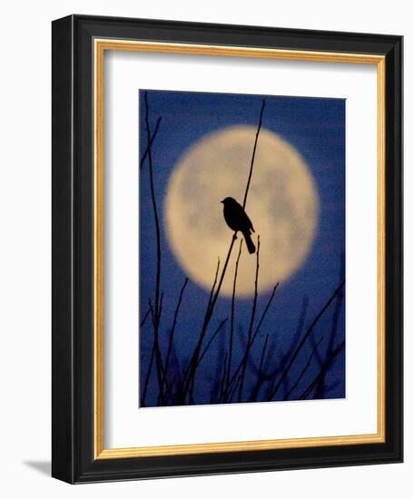 A Bird is Silhouetted against a Full Moon Before Sunrise Friday Morning-null-Framed Premium Photographic Print