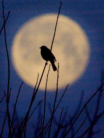 A Bird is Silhouetted against a Full Moon Before Sunrise Friday Morning