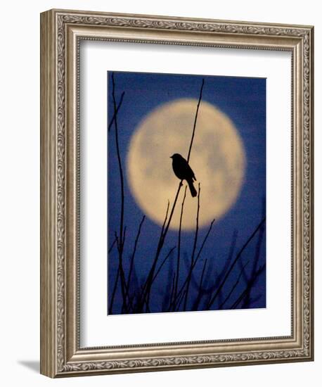 A Bird is Silhouetted against a Full Moon Before Sunrise Friday Morning-null-Framed Photographic Print