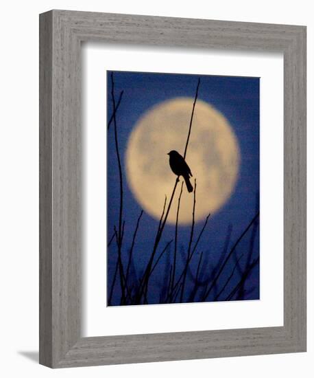 A Bird is Silhouetted against a Full Moon Before Sunrise Friday Morning-null-Framed Photographic Print