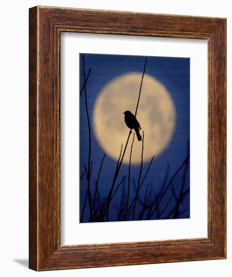 A Bird is Silhouetted against a Full Moon Before Sunrise Friday Morning-null-Framed Photographic Print