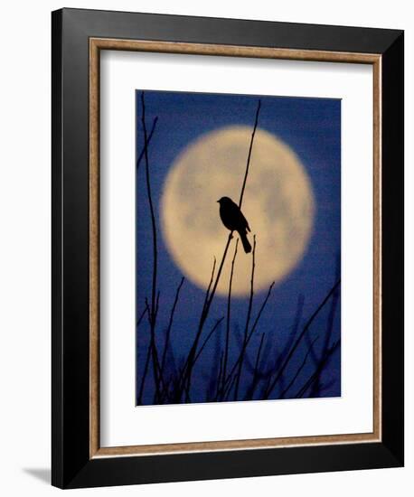 A Bird is Silhouetted against a Full Moon Before Sunrise Friday Morning-null-Framed Photographic Print