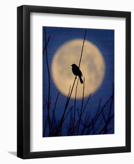 A Bird is Silhouetted against a Full Moon Before Sunrise Friday Morning-null-Framed Photographic Print