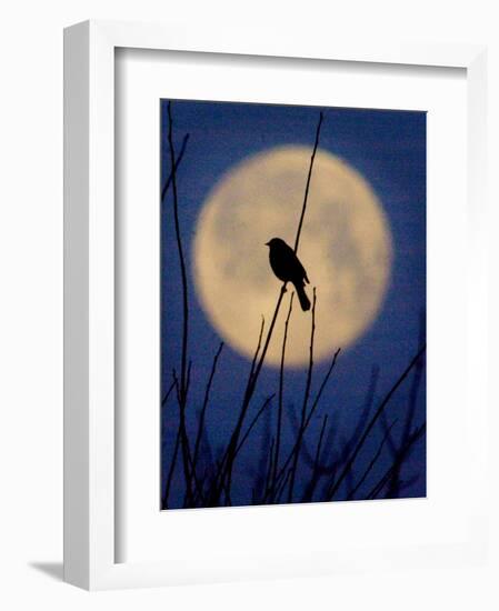 A Bird is Silhouetted against a Full Moon Before Sunrise Friday Morning-null-Framed Photographic Print