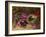 A Bird's Nest and Geraniums-Oliver Clare-Framed Giclee Print