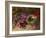 A Bird's Nest and Geraniums-Oliver Clare-Framed Giclee Print