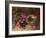 A Bird's Nest and Geraniums-Oliver Clare-Framed Giclee Print