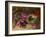 A Bird's Nest and Geraniums-Oliver Clare-Framed Giclee Print