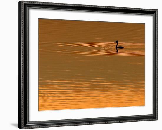 A Bird Swims at Sunset on the Nasice Fish Pond-null-Framed Photographic Print