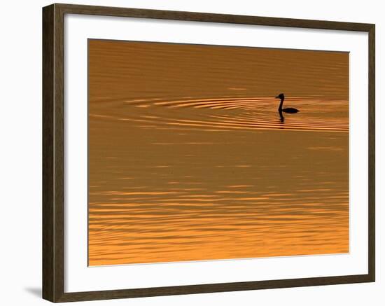 A Bird Swims at Sunset on the Nasice Fish Pond-null-Framed Photographic Print