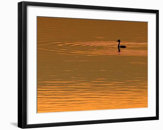 A Bird Swims at Sunset on the Nasice Fish Pond-null-Framed Photographic Print