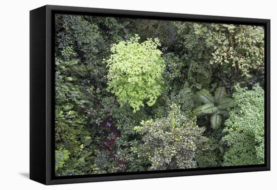 A Birds-Eye-View of Different Shades of Green from Trees Making Up the Forest-Stacy Bass-Framed Premier Image Canvas