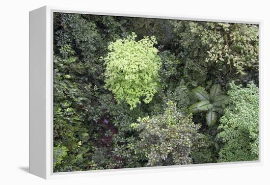 A Birds-Eye-View of Different Shades of Green from Trees Making Up the Forest-Stacy Bass-Framed Premier Image Canvas