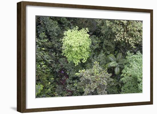 A Birds-Eye-View of Different Shades of Green from Trees Making Up the Forest-Stacy Bass-Framed Photographic Print