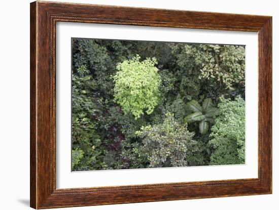 A Birds-Eye-View of Different Shades of Green from Trees Making Up the Forest-Stacy Bass-Framed Photographic Print