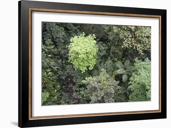 A Birds-Eye-View of Different Shades of Green from Trees Making Up the Forest-Stacy Bass-Framed Photographic Print