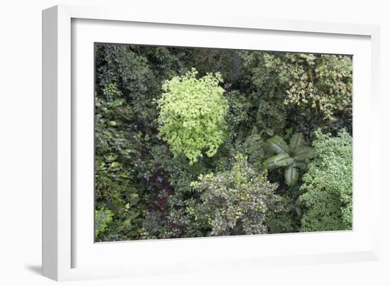 A Birds-Eye-View of Different Shades of Green from Trees Making Up the Forest-Stacy Bass-Framed Photographic Print