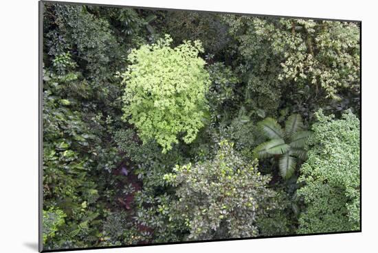 A Birds-Eye-View of Different Shades of Green from Trees Making Up the Forest-Stacy Bass-Mounted Photographic Print