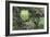 A Birds-Eye-View of Different Shades of Green from Trees Making Up the Forest-Stacy Bass-Framed Photographic Print