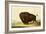 A Bison, circa 1832-George Catlin-Framed Giclee Print