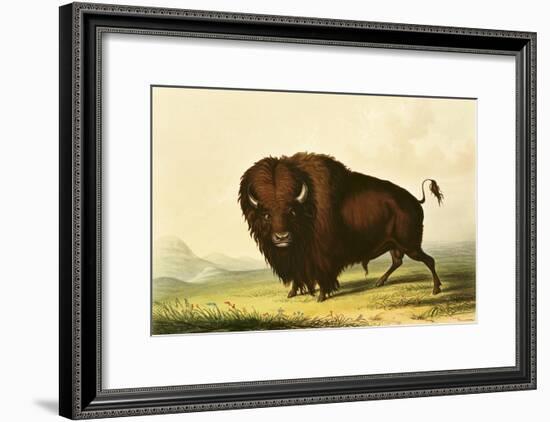 A Bison, circa 1832-George Catlin-Framed Giclee Print
