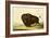 A Bison, circa 1832-George Catlin-Framed Giclee Print