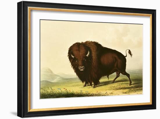 A Bison, circa 1832-George Catlin-Framed Giclee Print