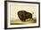 A Bison, circa 1832-George Catlin-Framed Giclee Print