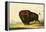 A Bison, circa 1832-George Catlin-Framed Premier Image Canvas