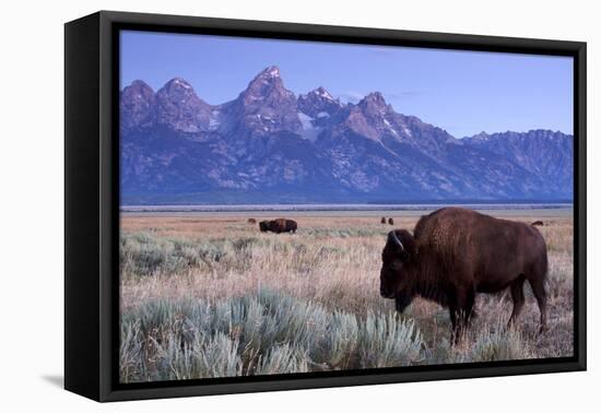 A Bison in a Meadow with the Teton Mountain Range as a Backdrop, Grand Teton National Park, Wyoming-Adam Barker-Framed Premier Image Canvas