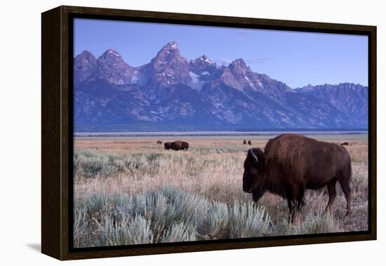 A Bison in a Meadow with the Teton Mountain Range as a Backdrop, Grand Teton National Park, Wyoming-Adam Barker-Framed Premier Image Canvas