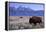 A Bison in a Meadow with the Teton Mountain Range as a Backdrop, Grand Teton National Park, Wyoming-Adam Barker-Framed Premier Image Canvas