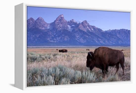 A Bison in a Meadow with the Teton Mountain Range as a Backdrop, Grand Teton National Park, Wyoming-Adam Barker-Framed Premier Image Canvas