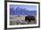 A Bison in a Meadow with the Teton Mountain Range as a Backdrop, Grand Teton National Park, Wyoming-Adam Barker-Framed Photographic Print