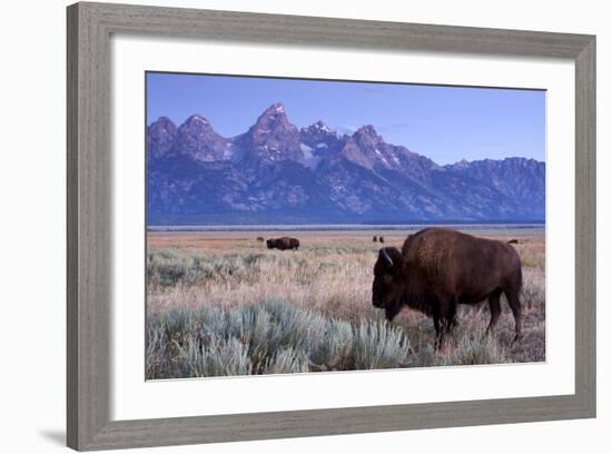 A Bison in a Meadow with the Teton Mountain Range as a Backdrop, Grand Teton National Park, Wyoming-Adam Barker-Framed Photographic Print