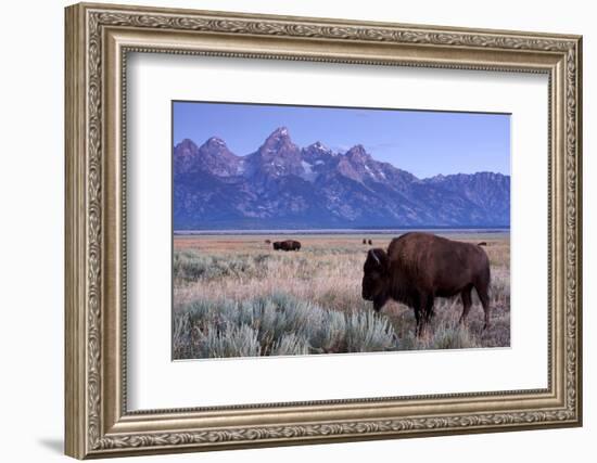 A Bison in a Meadow with the Teton Mountain Range as a Backdrop, Grand Teton National Park, Wyoming-Adam Barker-Framed Photographic Print