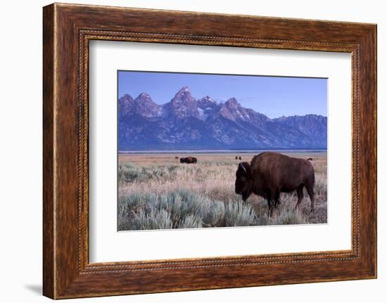 A Bison in a Meadow with the Teton Mountain Range as a Backdrop, Grand Teton National Park, Wyoming-Adam Barker-Framed Photographic Print