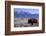 A Bison in a Meadow with the Teton Mountain Range as a Backdrop, Grand Teton National Park, Wyoming-Adam Barker-Framed Photographic Print