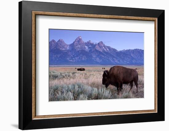 A Bison in a Meadow with the Teton Mountain Range as a Backdrop, Grand Teton National Park, Wyoming-Adam Barker-Framed Photographic Print