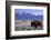 A Bison in a Meadow with the Teton Mountain Range as a Backdrop, Grand Teton National Park, Wyoming-Adam Barker-Framed Photographic Print