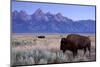 A Bison in a Meadow with the Teton Mountain Range as a Backdrop, Grand Teton National Park, Wyoming-Adam Barker-Mounted Photographic Print
