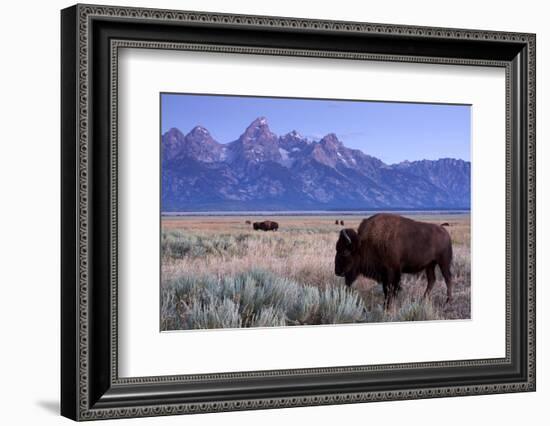 A Bison in a Meadow with the Teton Mountain Range as a Backdrop, Grand Teton National Park, Wyoming-Adam Barker-Framed Photographic Print