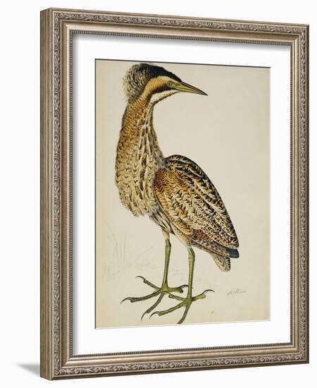 A Bittern-Christopher Atkinson-Framed Giclee Print