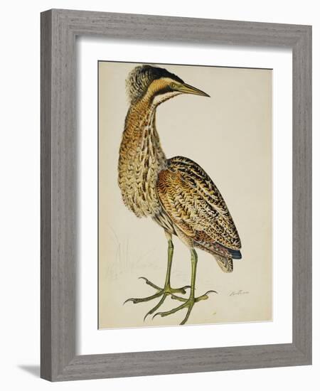 A Bittern-Christopher Atkinson-Framed Giclee Print