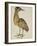 A Bittern-Christopher Atkinson-Framed Giclee Print