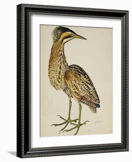 A Bittern-Christopher Atkinson-Framed Giclee Print