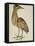 A Bittern-Christopher Atkinson-Framed Premier Image Canvas