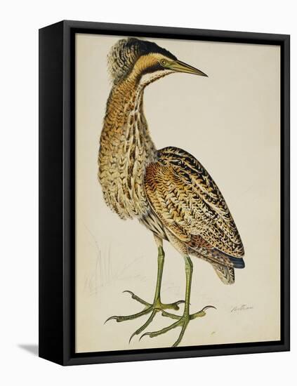 A Bittern-Christopher Atkinson-Framed Premier Image Canvas