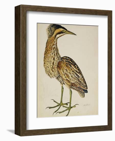 A Bittern-Christopher Atkinson-Framed Giclee Print