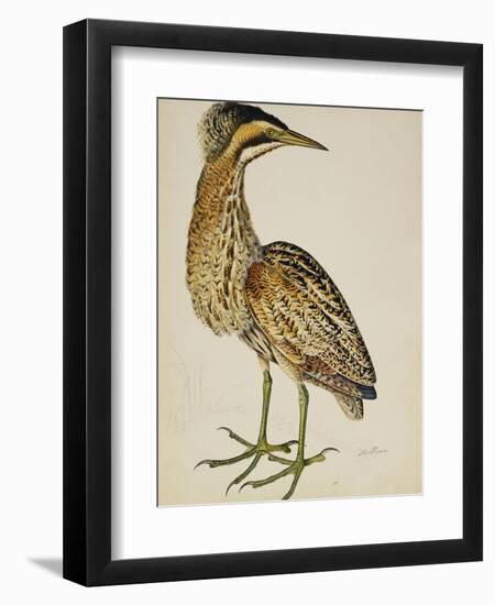 A Bittern-Christopher Atkinson-Framed Giclee Print